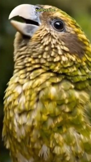 The Bird That Forgot How to Fly... (It’s Real!) 🦜 #shorts #animalfacts #education