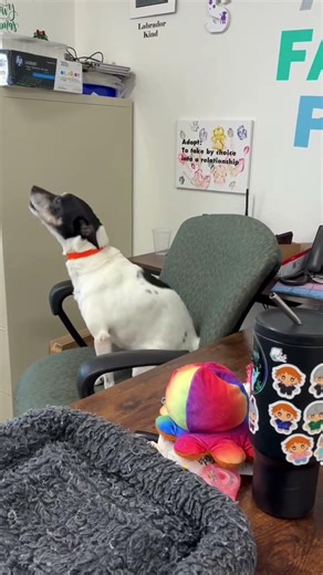 These Dogs Have the Funniest Personalities 😂🐾