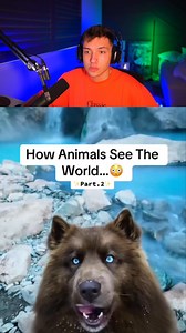 944K views · 10K reactions | Animals see the same as humans 廊 #interesting | VinnyB | Facebook
