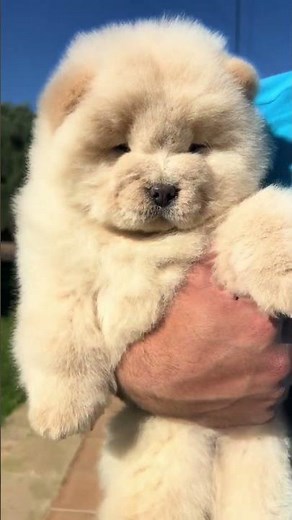 ¡Así es un Chow Chow!