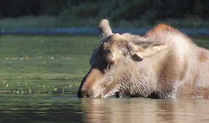 For #moosemonday, here is a video of a young moose eating aquatic plants in Fishercap Lake, Montana. If you watch until the end, you will see that its Mother was also eating very close by. I filmed this last year in early September. #moose #wildlifephotography #glaciernationalpark | Mike’s photos and videos of beavers