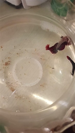 How to Breed Betta Fish Successfully 🐠 | Betta Breeding