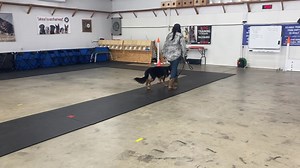 Foxy WK2D1 | K9 Command