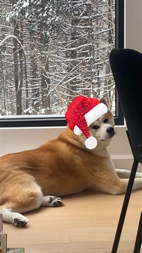 Guillaume (@guibrown91)’s videos with Run Rudolph Run - Chuck Berry