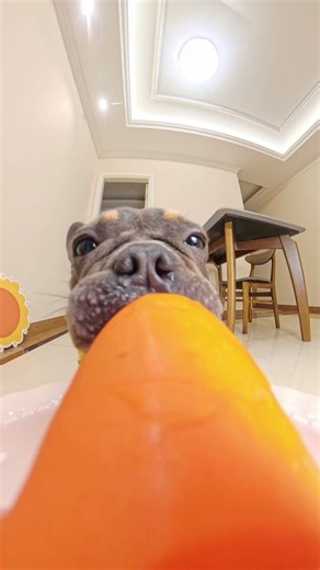 A dog pouting and munching on a carrot #chewing sound #mukbang #dog