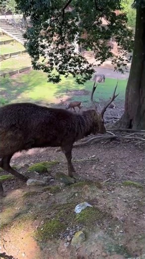 When a Deer Gets Curious About You! 😄