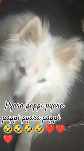 o 🐕🐕🐕🐕🐕🐕🐕🤣🤣❤️❤️❤️❤️❤️#shorts #crossword