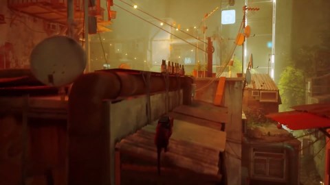 Things You Need to Know About Stray