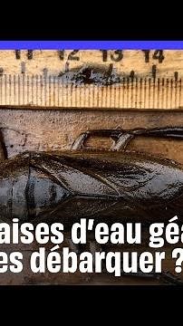 C’est quoi ces punaises d’eau qui envahissent la Méditerranée ?