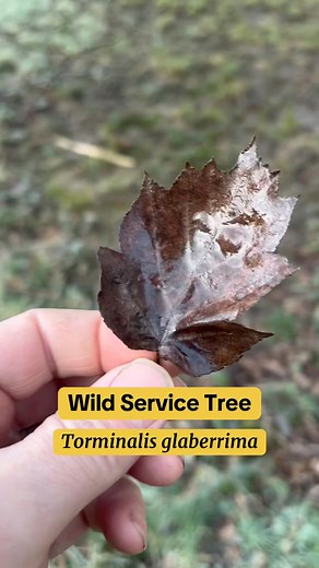 3.1K views · 50 reactions | Wild Service Tree is one of our lesser known native trees. Have you ever found one? Learn how to identify it in this short video. Also we have a free tree ID course. You can join it here: https://woodland-classroom.teachable.com/p/kickstart-your-tree-id-skills #trees #woodland #nature | Woodland Classroom | Facebook