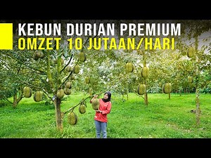 TANAM DURIAN PREMIUM UNTUNG PULUHAN JUTA PER HARI