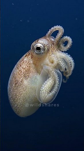 This octopus detaches its mating arm, and it keeps moving