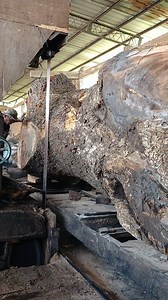83K views · 765 reactions | December 19, 2025 Part 1 Very big old wood! the workers are very good, they are able to split the giant wood #fblifestyle #sawmill #wood #woodworking #woodslabs #fyp #viral #trending #reels #trendingreels #diyproject #diy #USA #AMERICA #SWEDIA #BENGALI #Germany #Canada #UK #Australia | Bola Voli Go | Facebook