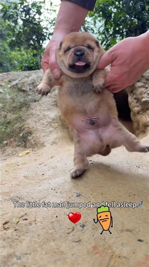 Little Fat Dun is here to make money for milk powder again. #Pets are funny