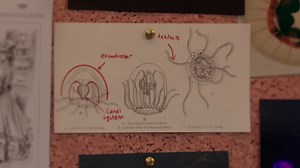 Watch what happens when a jellyfish meets a predator