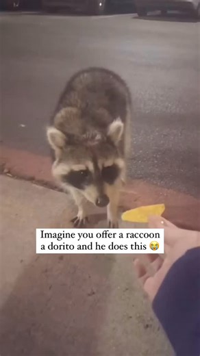 Fire Your MD! on Instagram: "Raccoons will usually eat almost anything...⁠ .⁠ It must have sensed something was off!⁠ .⁠ Many chemicals in junk foods can cause similar reactions in people, especially children...⁠ .⁠ .⁠ Eat real food!⁠ .⁠ .⁠ @WallachsWarriors⁠ .⁠ @NotusFoods⁠ .⁠ .⁠ .⁠ #junkfood #healthyliving #dontfeedthewildlife"