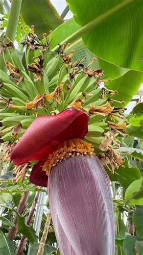 Grand Nain banana in the greenhouse | 9 hands on the bunch 🍌