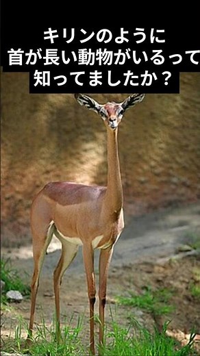 The Mysterious Animal with a Neck as Long as a Giraffe #Animals #Trivia #Gerenuk #Creatures #Anim...