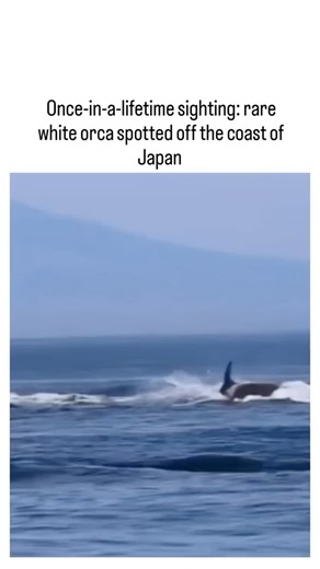 peak_viral on Instagram: "The post shares footage of a leucistic white orca swimming with its pod off Hokkaido, Japan, captured in late December 2025; multiple sources confirm at least two such rare individuals in the group, marking a significant wildlife sighting with over 124,000 views. Leucism causes partial pigment loss in orcas, unlike full albinism, resulting in pale skin while eyes and some markings remain dark; studies, including a 2019 Marine Mammal Science paper, note fewer than 20 doc