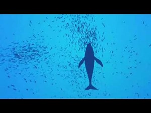 Virtual Reality - 360° 4K Swimming With Whales | Oculus Quest 2