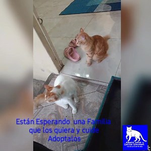 ARTURO Y FELIPE Estos Hermosos Gatos están en Adopción Responsable...