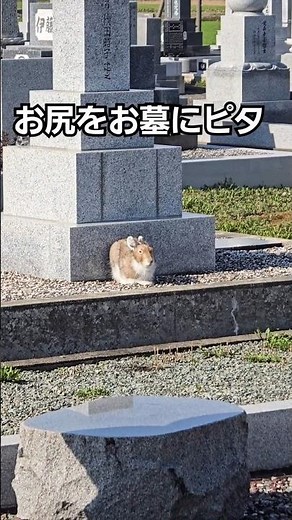 ウサギさんは意外な場所に現れる！#エゾユキウサギ #小学生写真家