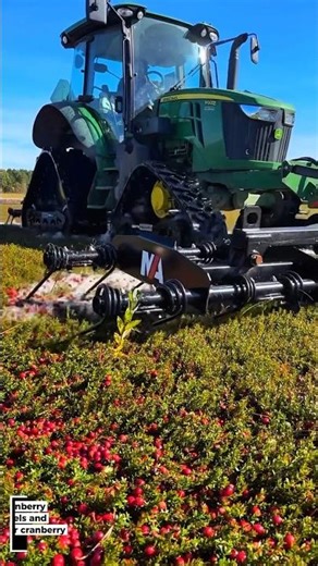 Cranberry Bog Management