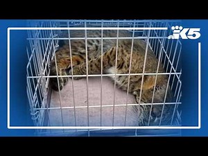 Bobcat breaks into Kirkland home