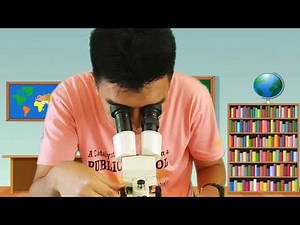 How Do STEREO MICROSCOPES Work?