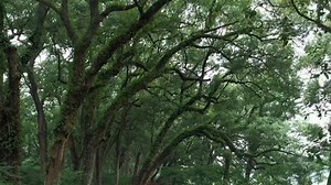 香樟：四季常绿 枝叶繁茂