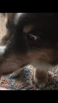 Dog licking peanut butter off foot ASMR