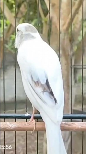 Canary bird Singing | Canary training #shots #short #bird #birds #singing #training #animals #canary