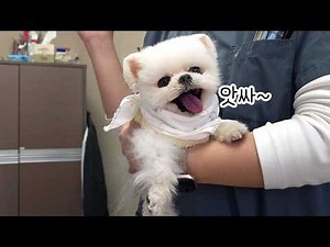 Pongki's Heart is Beating Well Again