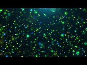 4K Bokeh Particle Background Free VJ loop - VJ Loops 2020 - Free Motion background for Edits
