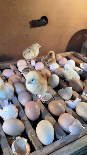 300 eggs full automatic Egg incubator hatching