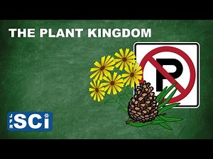 The Plant Kingdom