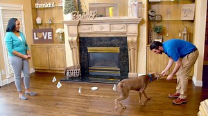 1.9K views · 26 reactions | Find out how you can keep your pet protected just like Tobi with Invisible Fence® Brand Solutions. | Invisible Fence Brand | Facebook