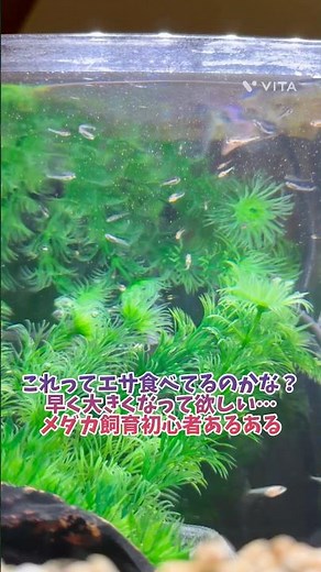 メダカ飼育初心者、針子はエサ食べてるのか気になる汗#メダカ #めだか #めだか飼育 #メダカ飼育 #初心者 #アクアリウム #aquarium #針子 #メダカ針子 #メダカ水槽 #メダカ繁殖