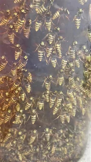 WASPS! Wasps are a huge risk for bee colonies and can wipe out the entire beehive. They enter the hive, kill the bees and rob out the hive. I caught these in 3hrs!! I knew I had a wasp problem but with lots of native bush around I couldn’t find the nests. I purchased a range of different products but the HAWKEYE range is amazing!! I brought the lure traps and the live baits. I hardly see any wasps now! Happy Beekeeping 🩷🩷 ps: not a paid advertisement just my recommendation for a wicked product