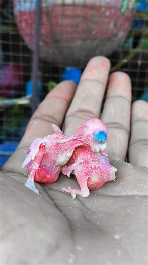 Cute baby chicks Collection Updates 2026 😱🐣 #birdbreeding #breeding #chickupdates #chickprogress