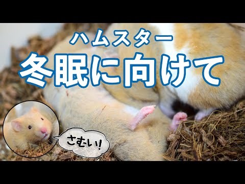 冬だ！冬眠の時期だ！？【ゴールデンハムスター】