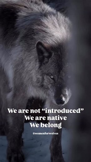 Wolves are not “new” to America. They’re native. Gray wolves evolved here and once ranged across most of North America, from coast to coast and from Mexico to the Arctic. What people call “reintroduction” today is restoration after humans wiped them out through government eradication campaigns of shooting, trapping, and poisoning. People try to argue that the wolves brought to Colorado weren’t needed because they were “Canadian wolves.” But gray wolves historically moved throughout the Rocky Mou