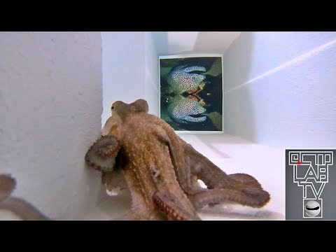 Giant Maze Experiment – Octopus VS Big Water Labyrinth