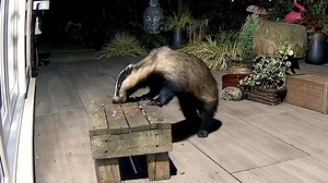 51K views · 5.1K reactions | I’m convinced that Fox cub Toffee is living in the same sett as the badgers (which Foxes can do, just different chambers) as he seems to follow Little Nutmeg around a lot 說力❤️ | Mr Lumpy & Friends. | Facebook