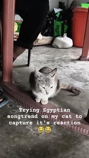 Trying Egyptian Song trend on my cat #egyptian #egyptiantrend #cattrending #viralshorts
