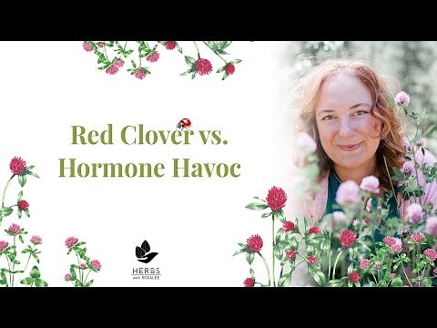 Red Clover Benefits for Menopause Support