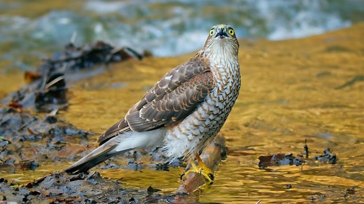 Comment les oiseaux de proie boivent ~ Épervier d'Europe au bord de la rivière 🦅💧