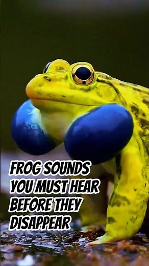 Real Frog Sounds You Need to Hear Before They DISAPPEAR