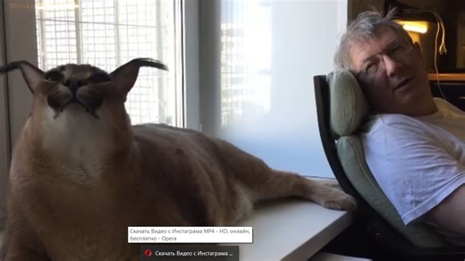 The charming conversation between the man and his pet caracal Big Floppa