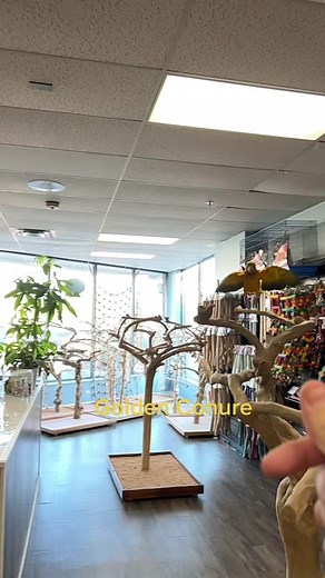 #exoticpets #parrotsoftiktok #fyp #exotic #pets #petsoftiktok #animalsoftiktok #animals #birdmansparrots #exoticparrots #goldenconure #goldenconures #goldenconurebaby #goldenconureofinstagran #conuresoftiktok #conure #conurelove